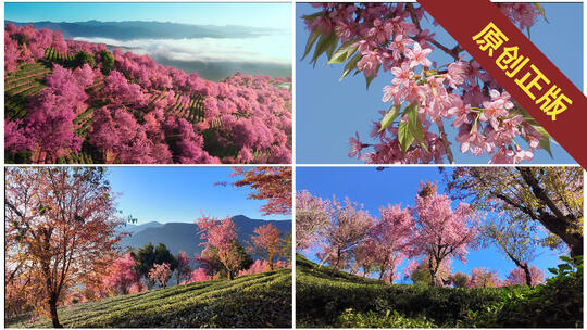 云南大理无量山樱花谷云海花海春暖花开