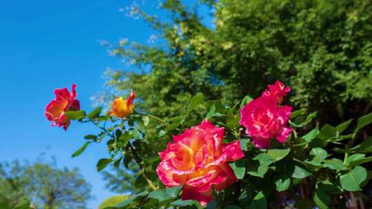 公园花园盛开的玫瑰花月季花鲜花