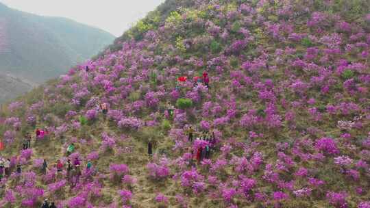 【合集】实拍映山红  杜鹃花花海视频素材模板下载