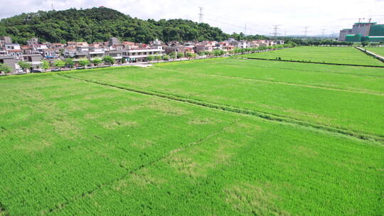 夏日里绿油油的稻田风车美丽的乡村田野航拍