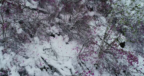 航拍雪压杜鹃（五月末杜鹃花开时普降瑞雪）