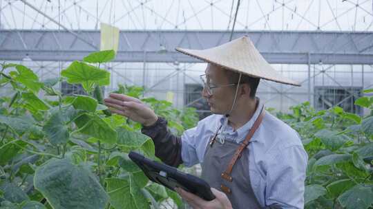 技术人员在蔬菜大棚里使用平板电脑