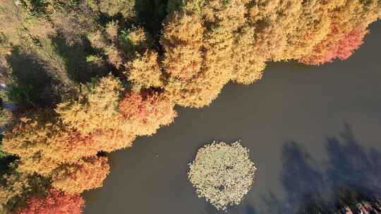 南京燕雀湖水杉