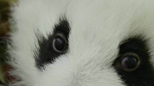 小大熊猫可爱眼神视频素材模板下载