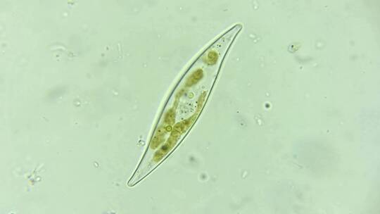 微生物硅藻