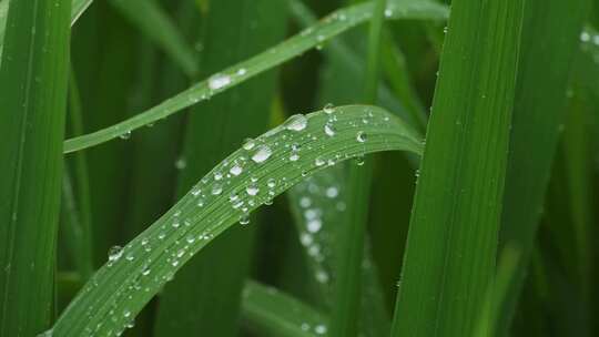 水稻叶子水珠附着