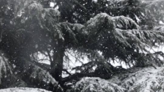 雪花落在松树上