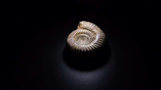 远古鹦鹉螺史前化石