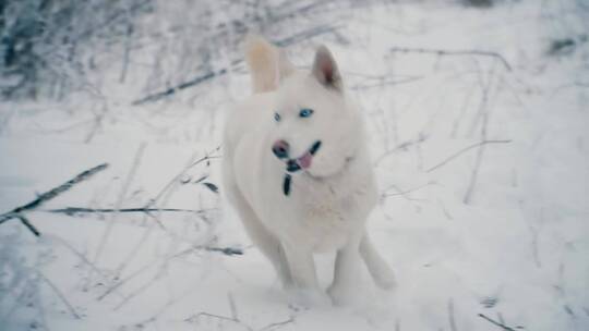 雪地里跑着的白色哈士奇狗
