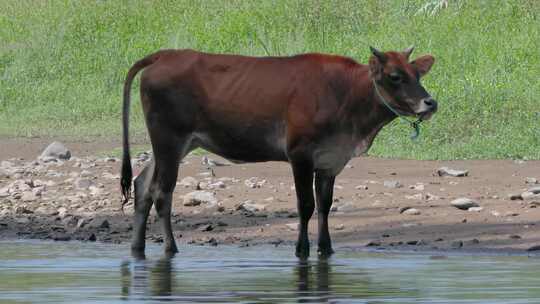 溪水畔的老黄牛，静享田园时光