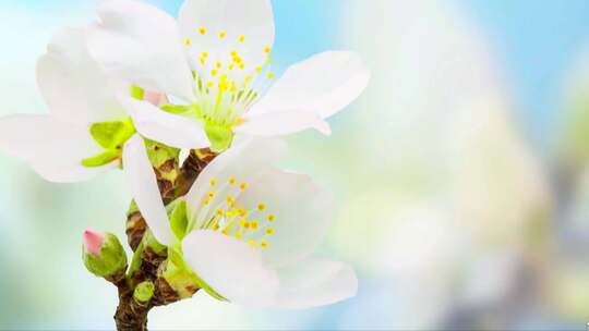 小清新春暖花开花朵特写延时视频素材视频素材模板下载