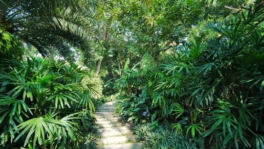 南宁青秀山荫生植物园