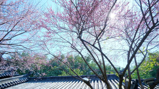 中式园林庭院的梅花视频素材模板下载