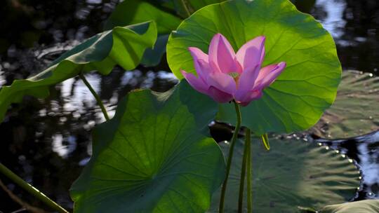 杭州西湖曲院风荷荷花特写4K视频合集