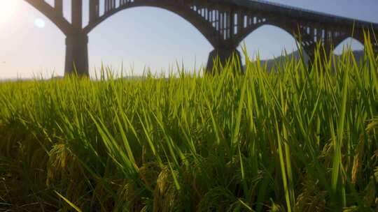 秋天罗定长岗坡渡槽黄金稻田园风光4K实拍