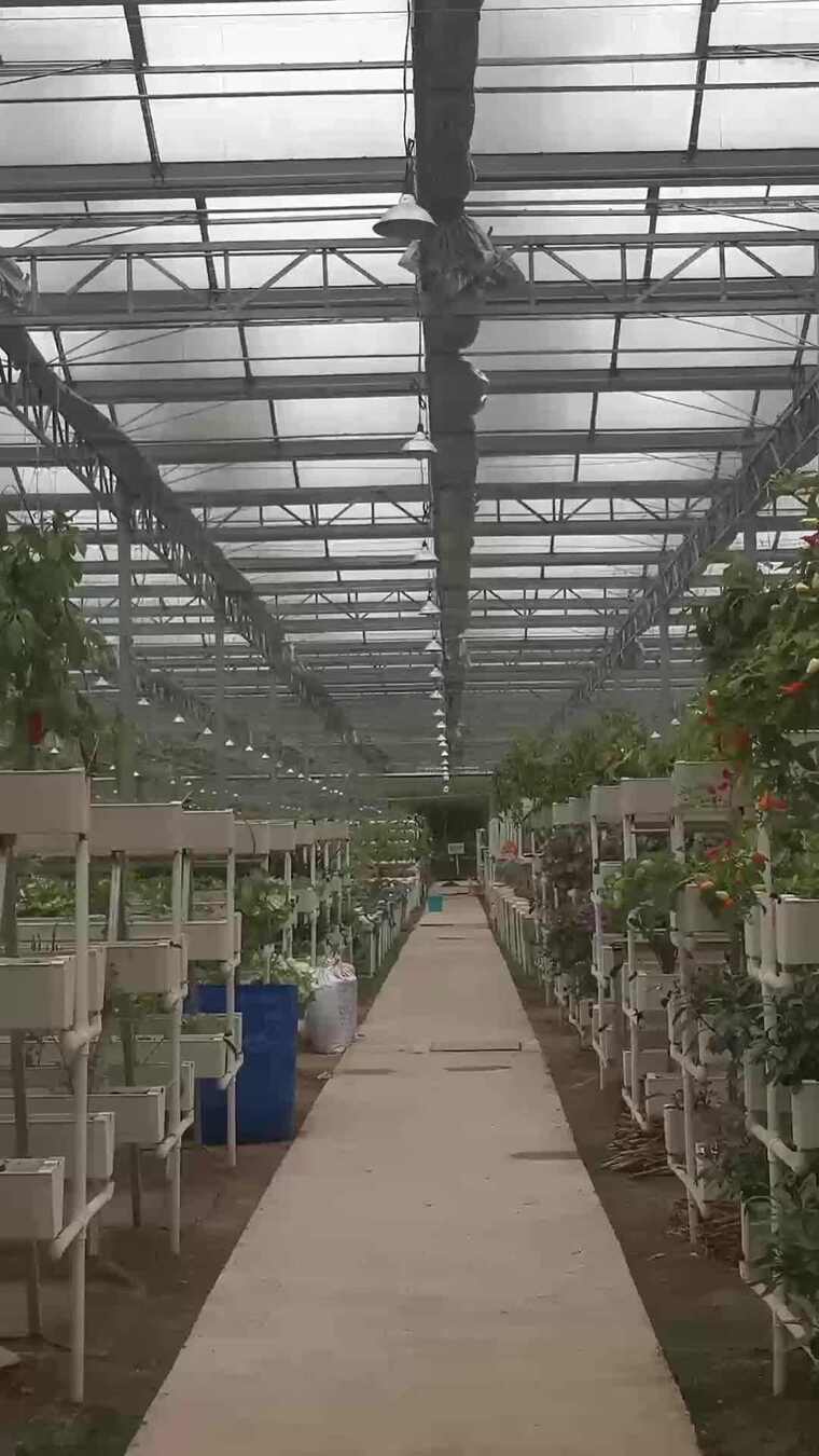 竖版航拍现代农业大棚蔬菜种植基地