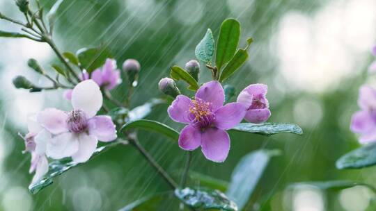 雨中的桃金娘，叶子上滴落的水滴4k视频