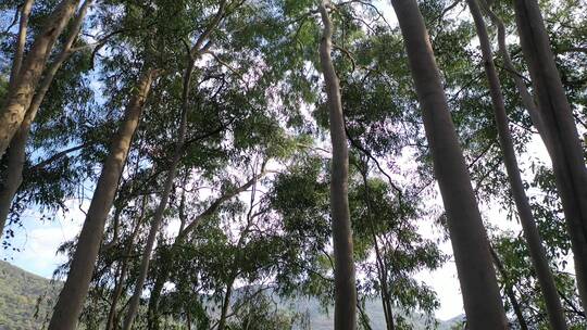 树林行走仰拍树林阳光移动树林仰望森林视频素材模板下载