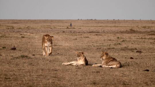 躺在草原里的狮群