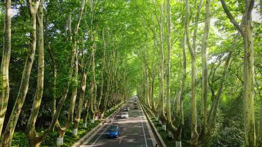 南京梧桐大道 环陵路光束林荫大道