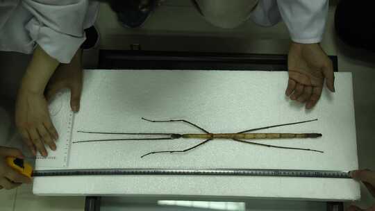 (4K)J四川都江堰测量巨大竹节虫标本尺寸视频素材模板下载