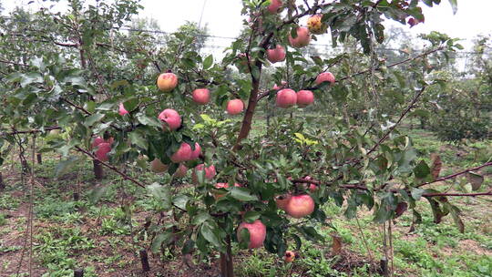 苹果园树上的苹果