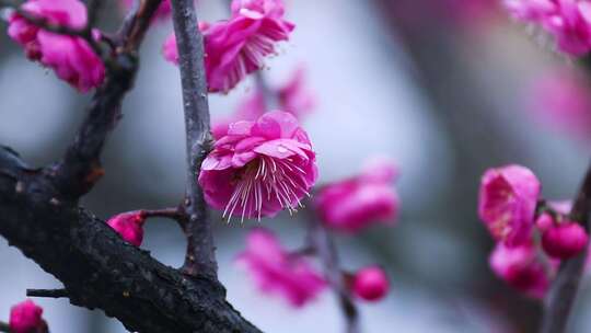 雪中梅花 雨中腊梅花 红色腊梅 1137