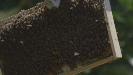 蜂蜜 蜂巢实拍