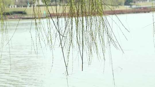 湖边随风飘扬的柳树视频素材模板下载