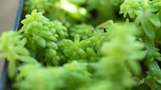 多肉 绿色 盆栽 多花瓣植物 生命力 生机