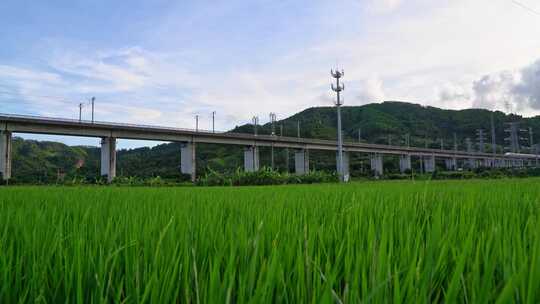 田野上高架桥高铁驶过风景