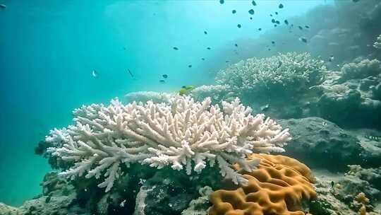 唯美海洋海底世界水下世界珊瑚丛鱼类生物a视频素材模板下载