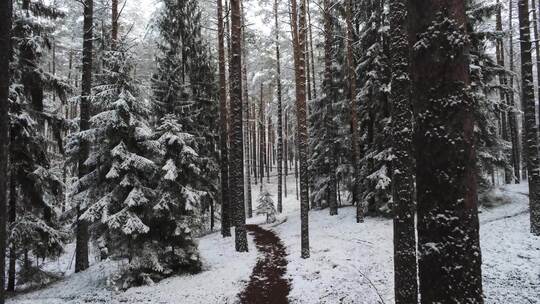 航拍被大雪覆盖的森林