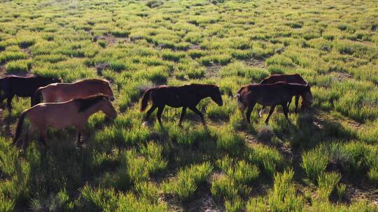 夏日烈日下草原上自由漫步的野马吃草视频素材模板下载
