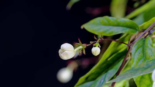 垂丝茉莉花开延时摄影