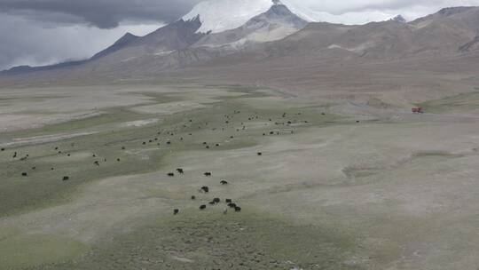 雪山牧场·西藏·牦牛群