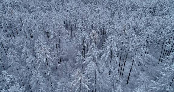 航拍冬季雪原松林雾凇