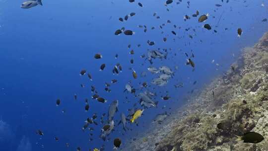 珊瑚、珊瑚礁、鱼类、海洋生物