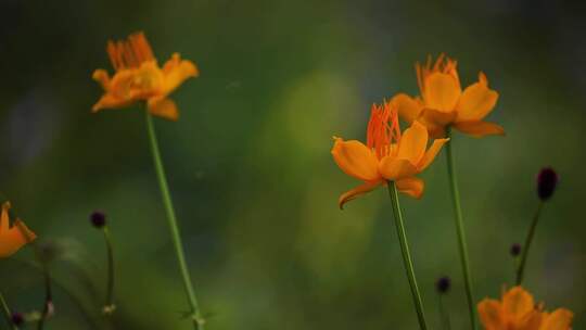 草原野花金莲花