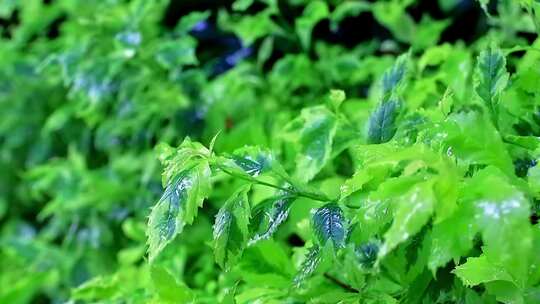 小雨微风中绿植和掉落的雨滴慢镜头高清