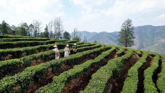 茶农茶园采摘茶叶