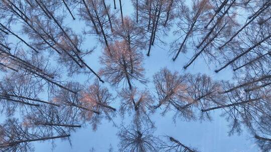 冬天俯拍松林雪景