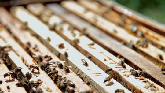 蜂房蜂窝上的蜜蜂 蜜蜂视频素材模板下载