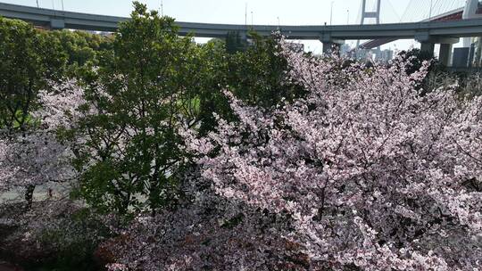 南浦大桥樱花