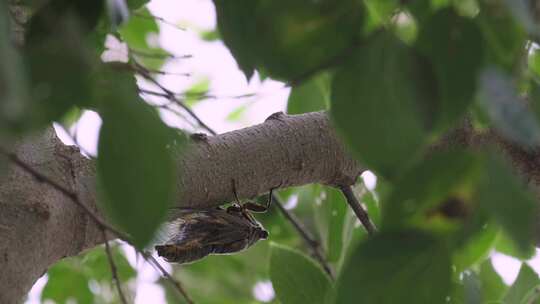 树枝上蝉叫的知了