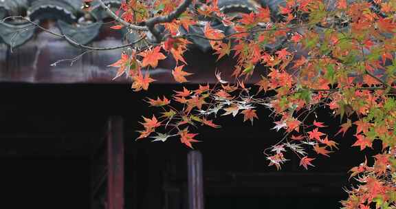 秋天阳光风吹火红枫叶古建筑局部特写