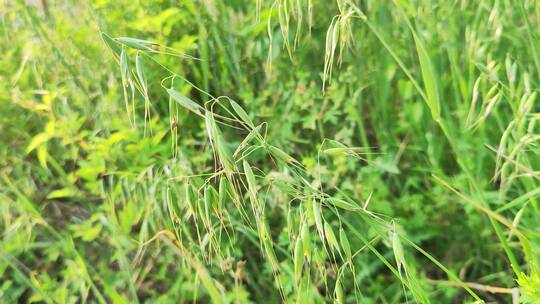 疫情城市农村街道菜园春天绿色植物