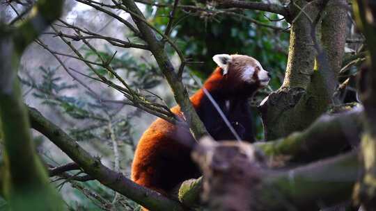 可爱的小熊猫小浣熊在树上活动