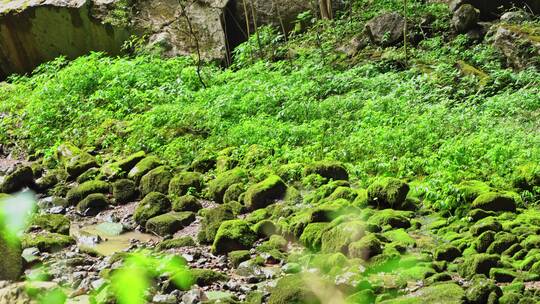 重庆武隆天坑地缝天生三桥