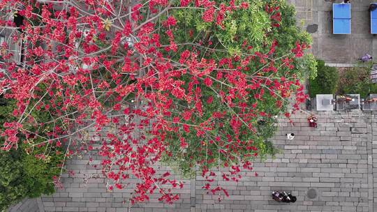 中国广东省广州市海珠区黄埔村木棉花